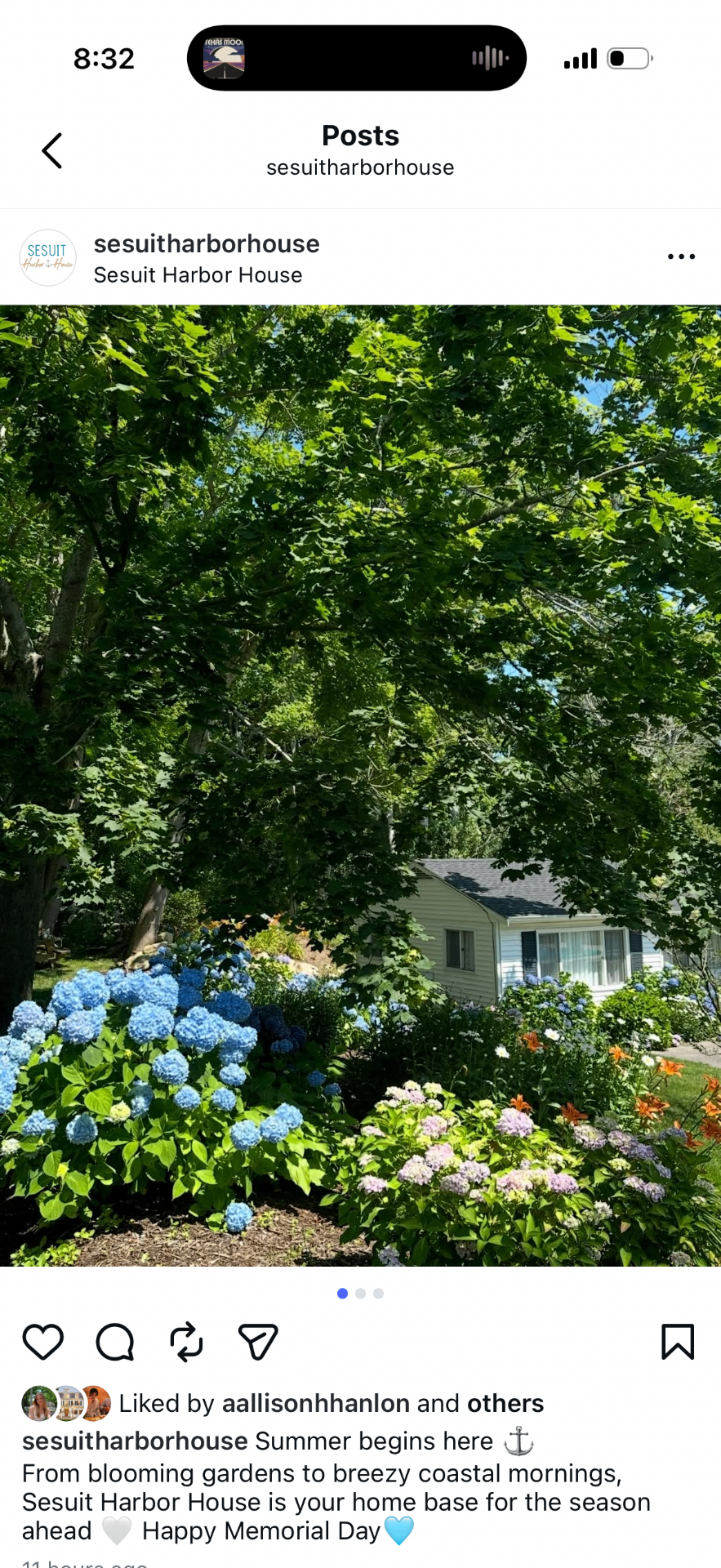 Hydrangeas in bloom at Sesuit Harbor House